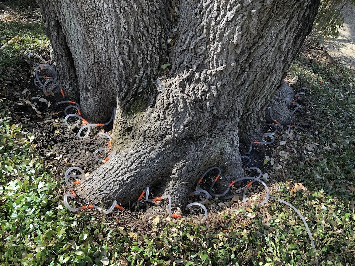 Detailed Tree Cabling and Bracing job site in Union Hall