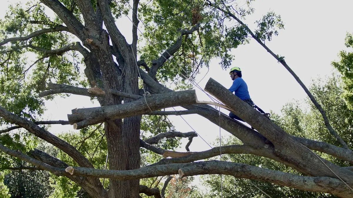 Professional Crown Thinning performed by certified arborists in Union Hall